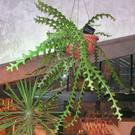fishbone cactus