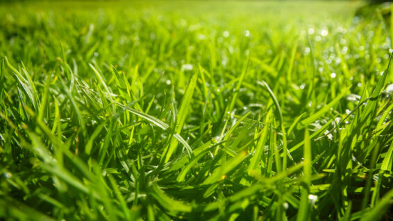 Dew sparkling on grass